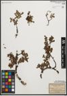 Foto von Salix retusa L.